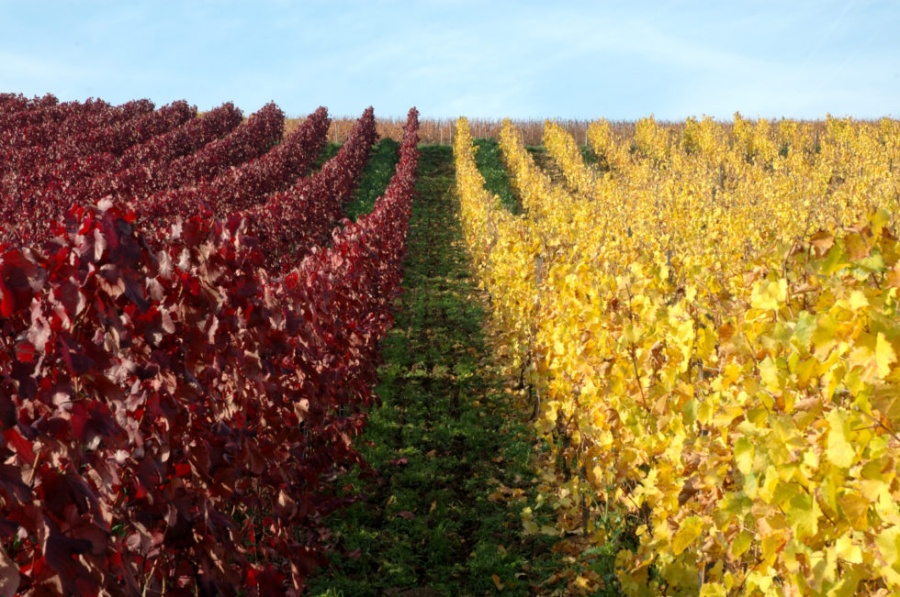 Les cépages des vins français